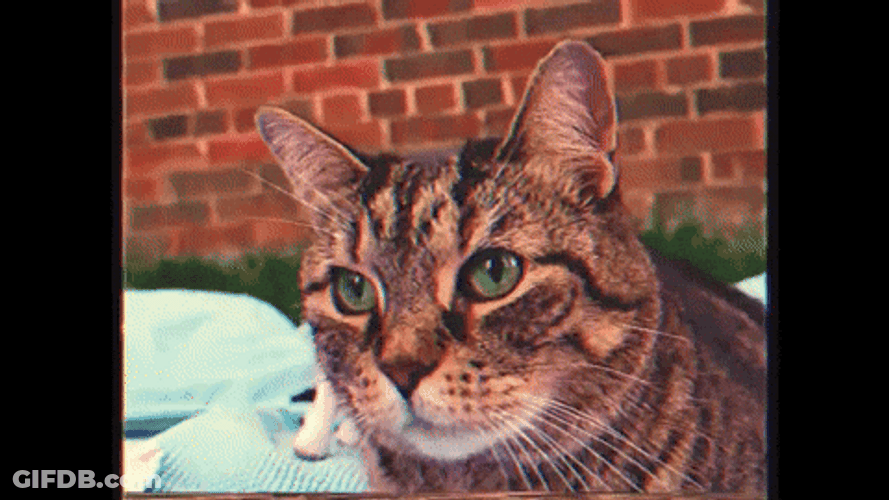 Moving Cat Shocked GIF