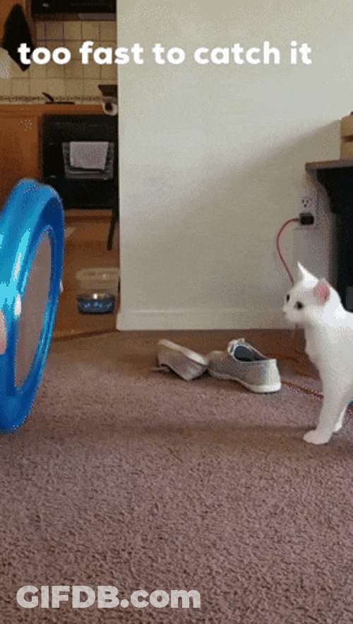 Moving Cat Speedest GIF