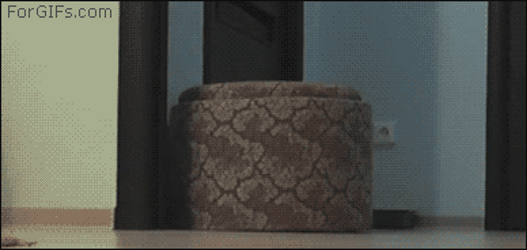 Moving Furniture Cat Meme GIF