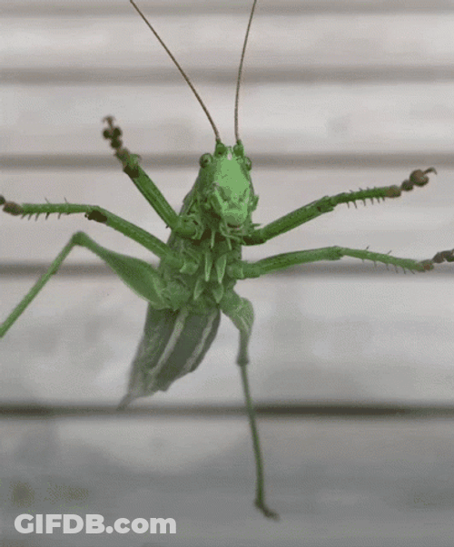 Moving Grasshopper Insect GIF