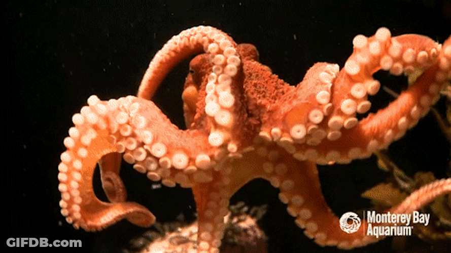 Moving Tentacles Of Octopus GIF