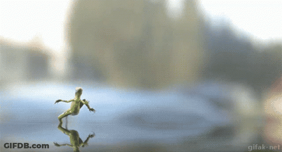 Moving Water Frog Walking GIF
