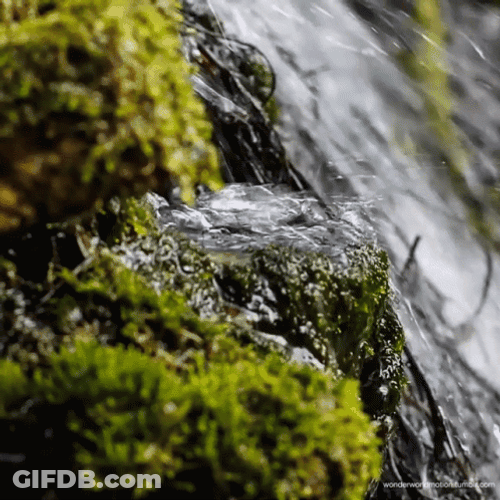 Moving Water Mosses And Twigs GIF