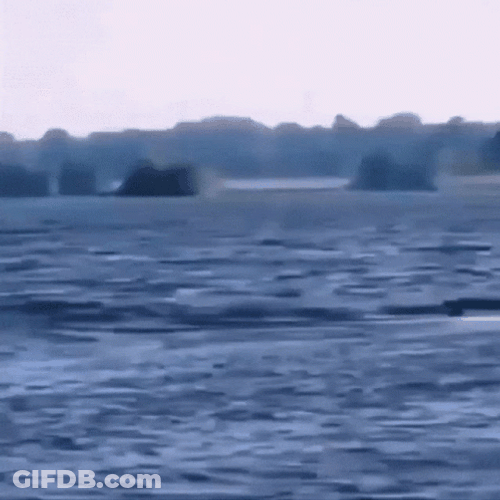 Moving Water Orangutan Running Away GIF