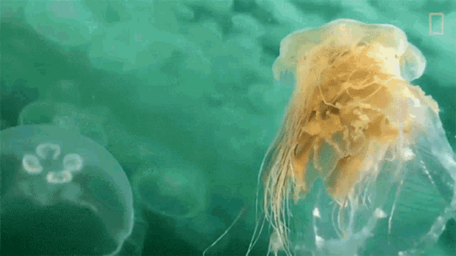 Moving White Jellyfish GIF