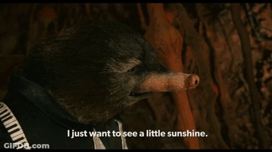Mr Fox Wants See Little Sunshine Outside GIF