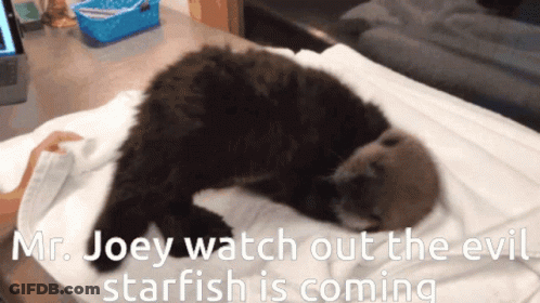 Mr. Joey Watch Out The Evil Starfish Is Coming Written On A Screen GIF