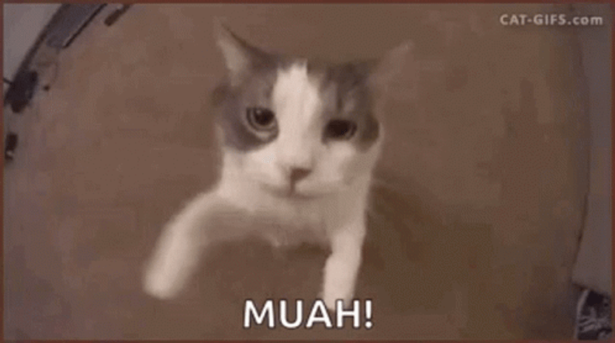 Muah Cute Cat Kiss Coming GIF