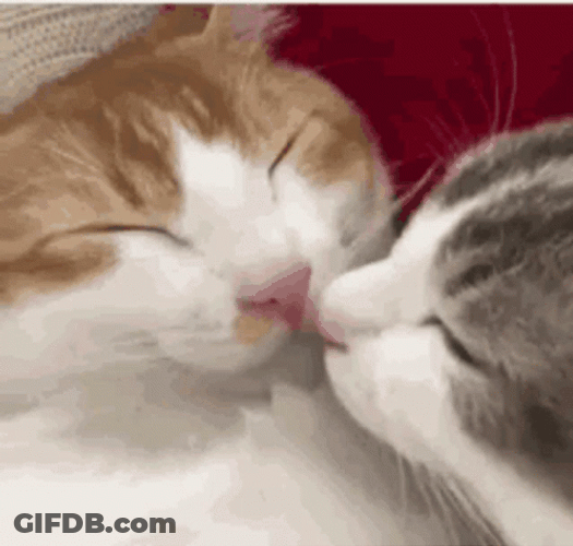 Muah Sweet Cats Nose Boop GIF