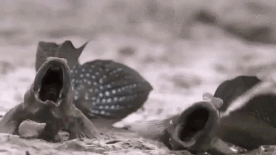 Mud Fishes Wrestling GIF