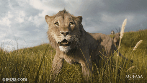 Mufasa Movie Poster Lion In Field GIF