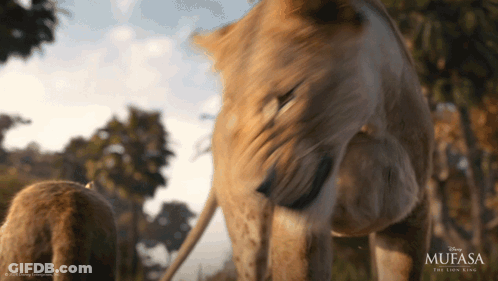 Mufasa The Lion King Poster Lion And Cub GIF