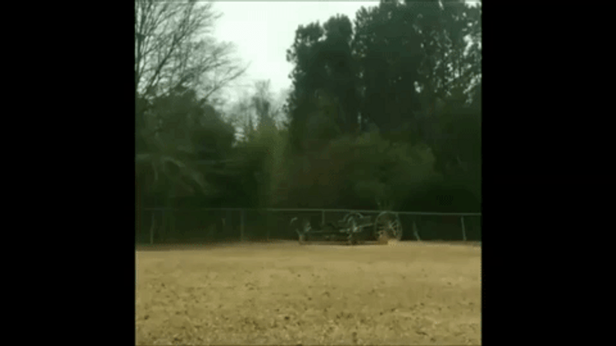 Multiple Chicken Run GIF