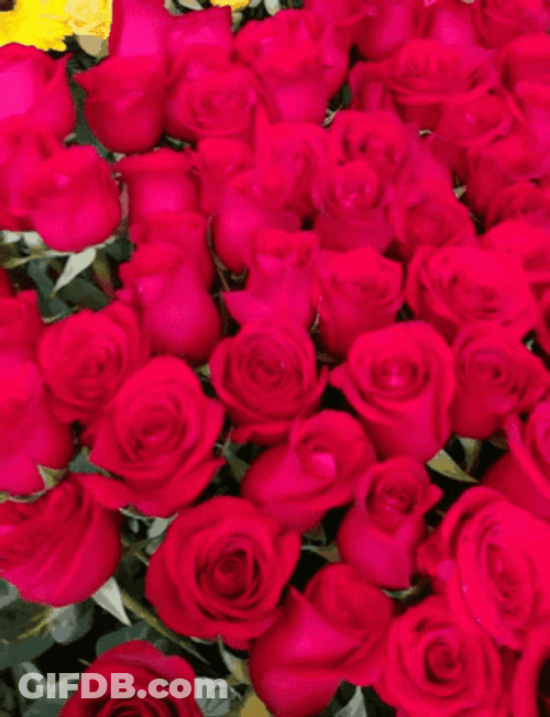 Multiple Pretty Pink Rosas GIF