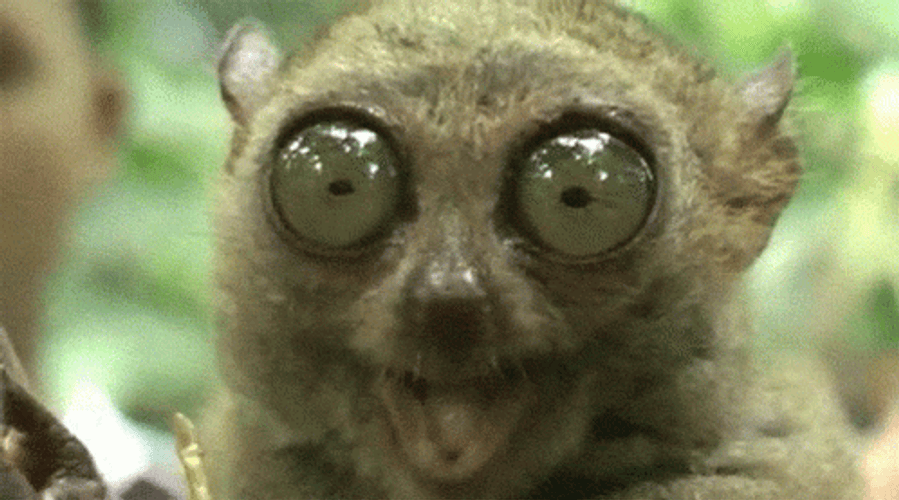 Munching Tarsier Animal GIF