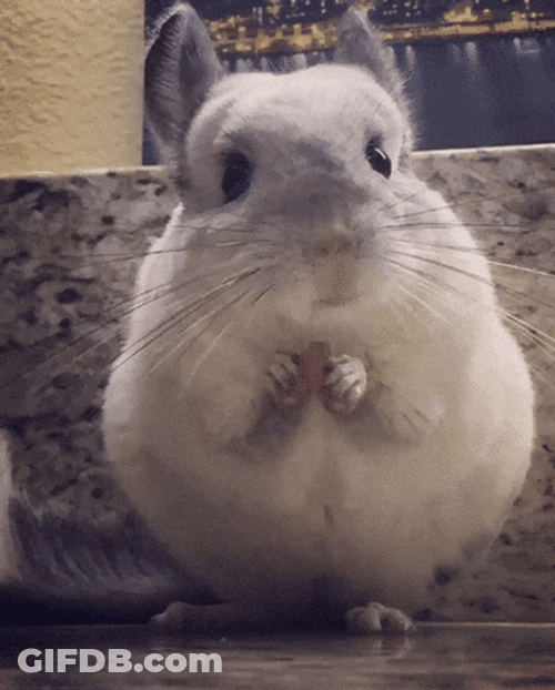 Munching White Adorable Chinchilla GIF