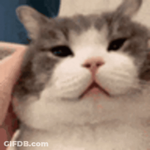 Munchkin Cat Face Pulls GIF