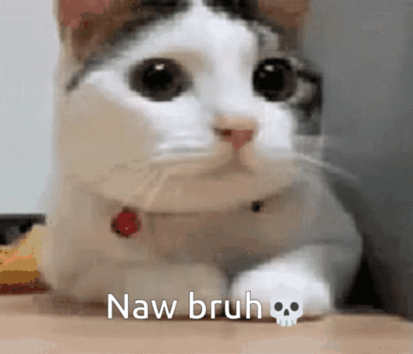 Munchkin Cat Head Shake GIF