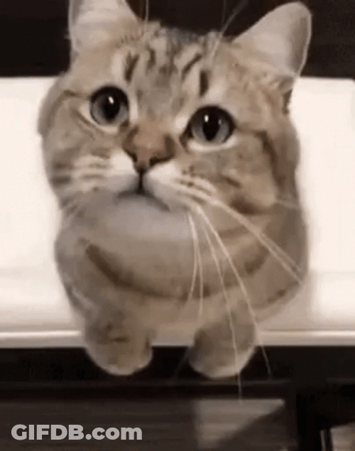 Munchkin Cat Looking Up GIF