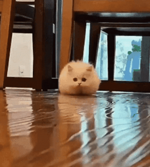Munckin Cat Running GIF