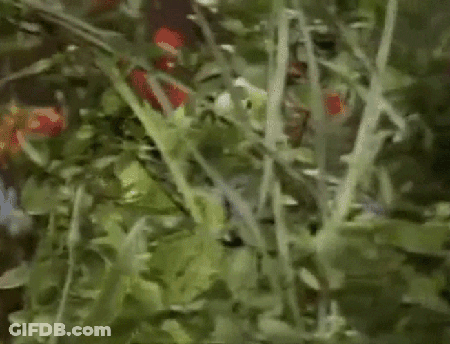 Muppet Kermit The Frog Singing GIF