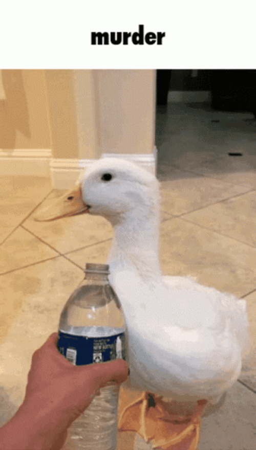 Murder Duck Water Sprayed Loop GIF