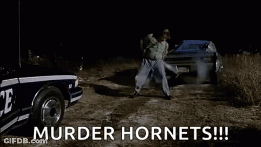 Murder Hornets Bee Meme GIF