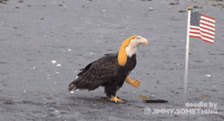 Murica GIF