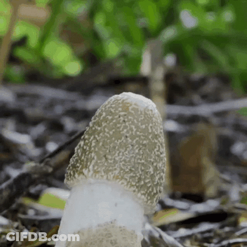 Mushroom Growth Timelapse GIF