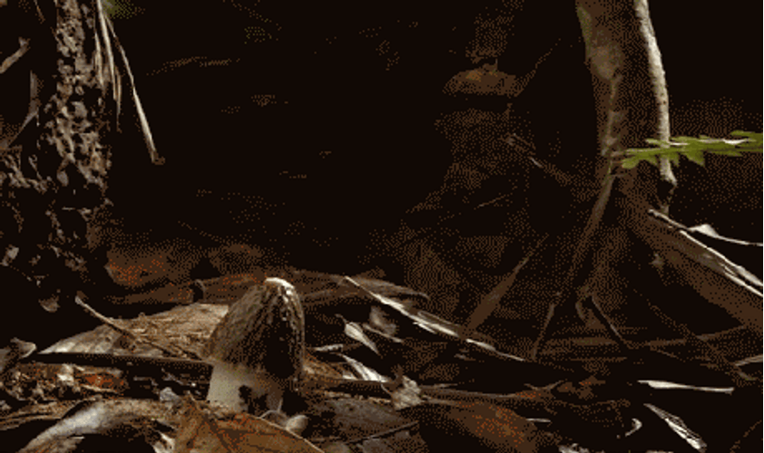 Mushroom Time Lapse Clay Animation GIF