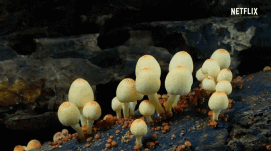 Mushrooms Netflix Our Planet GIF