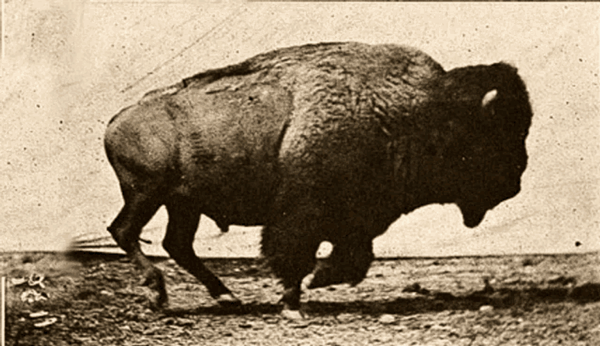 Muybridge GIF