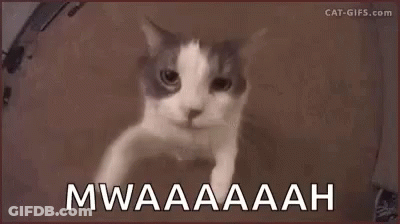 Mwah Kitty Love GIF