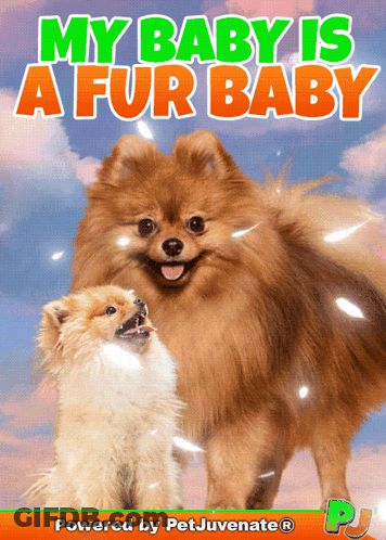 My Baby Is A Fur Baby Book With Two Pomeranians GIF