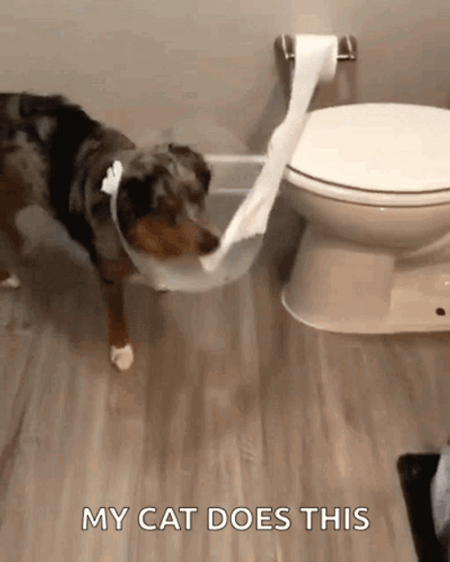My Cat Does This Toilet Paper GIF