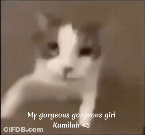 My Gorgeous Gorgeous Girl Kamilah Cat GIF