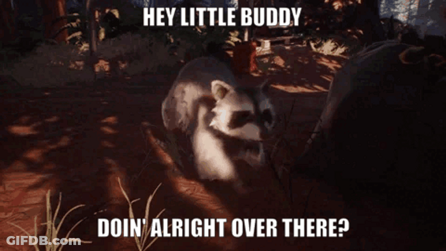 My Little Buddy Racoon GIF