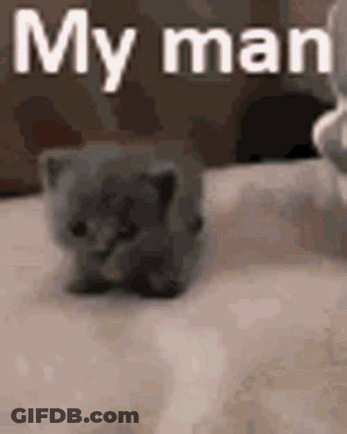 My Man Kitten GIF
