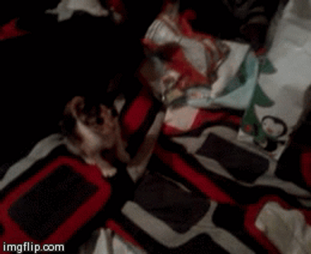 My Precious Little Kitten Yawning GIF