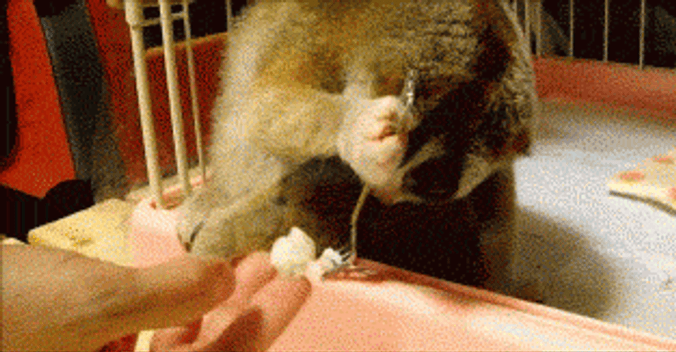 My Precious Shy Animal Take Food GIF
