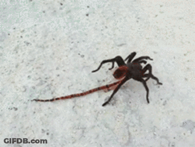 My Precious Spider Versus Snake GIF