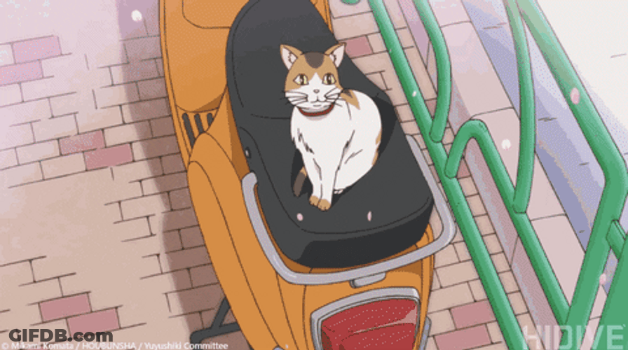 Mysterious Cute Cat Animated GIF