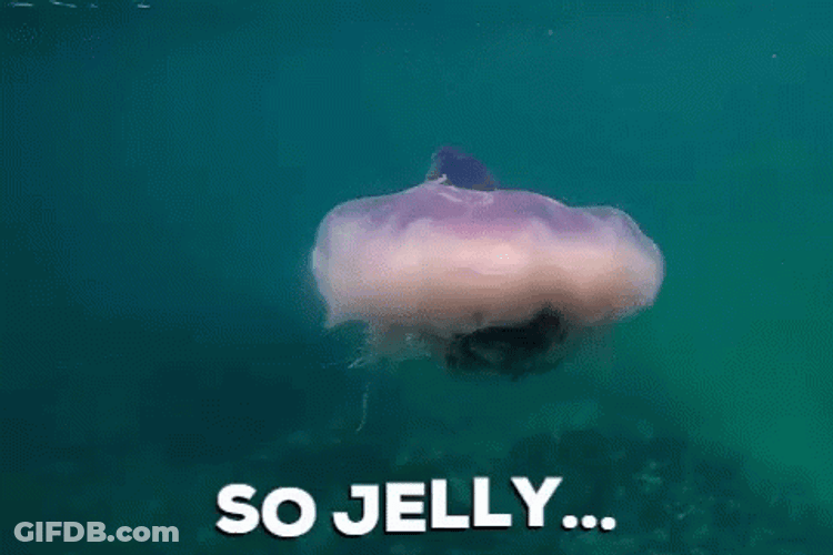 Mystic Jelly Fish GIF