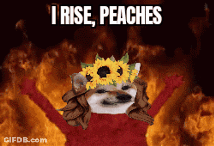 Nafo Nafofellas GIF