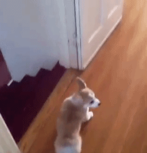 Nailed It Corgi Stairs Roll GIF