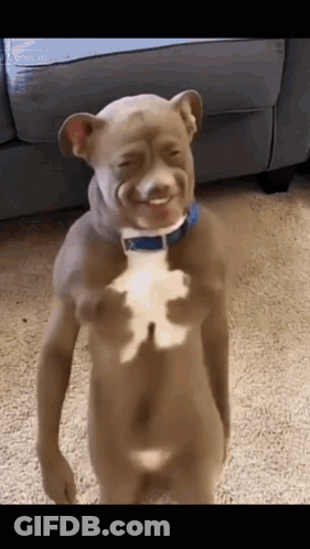 Naked Dog With Blue Collar GIF