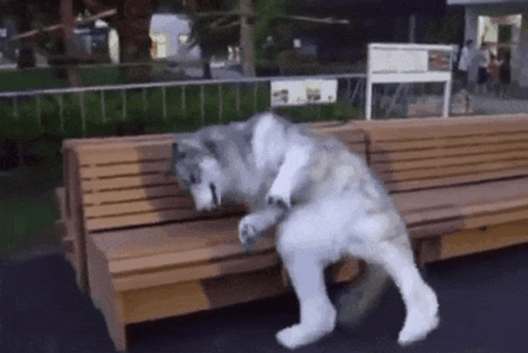 Nap Capture Wolf Tired GIF