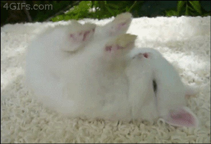 Nap Cute Baby Bunny Animals GIF