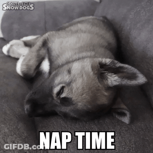 Nap Sleepy Dog Time GIF