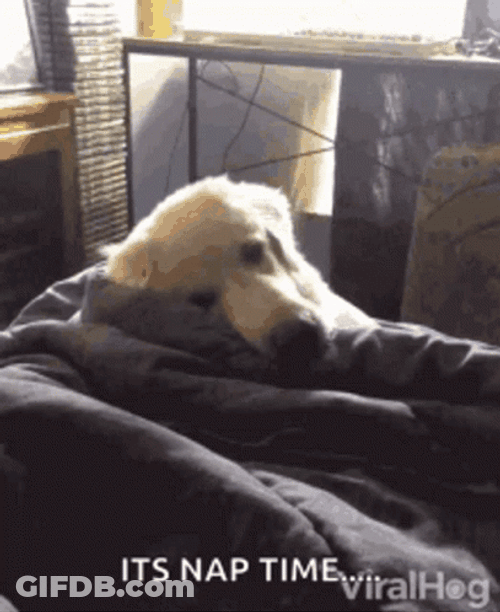 Nap Time GIF